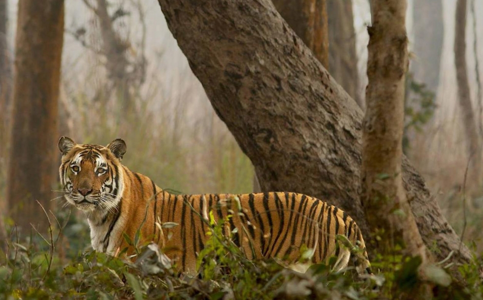 The Ultimate Travelling Camps, Jaagir Lodge, Dudhwa The Ultimate Travelling Camps, Jaagir Lodge, Dudhwa